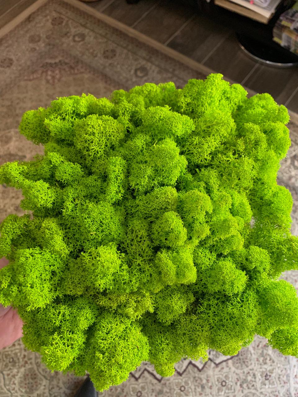 Moss