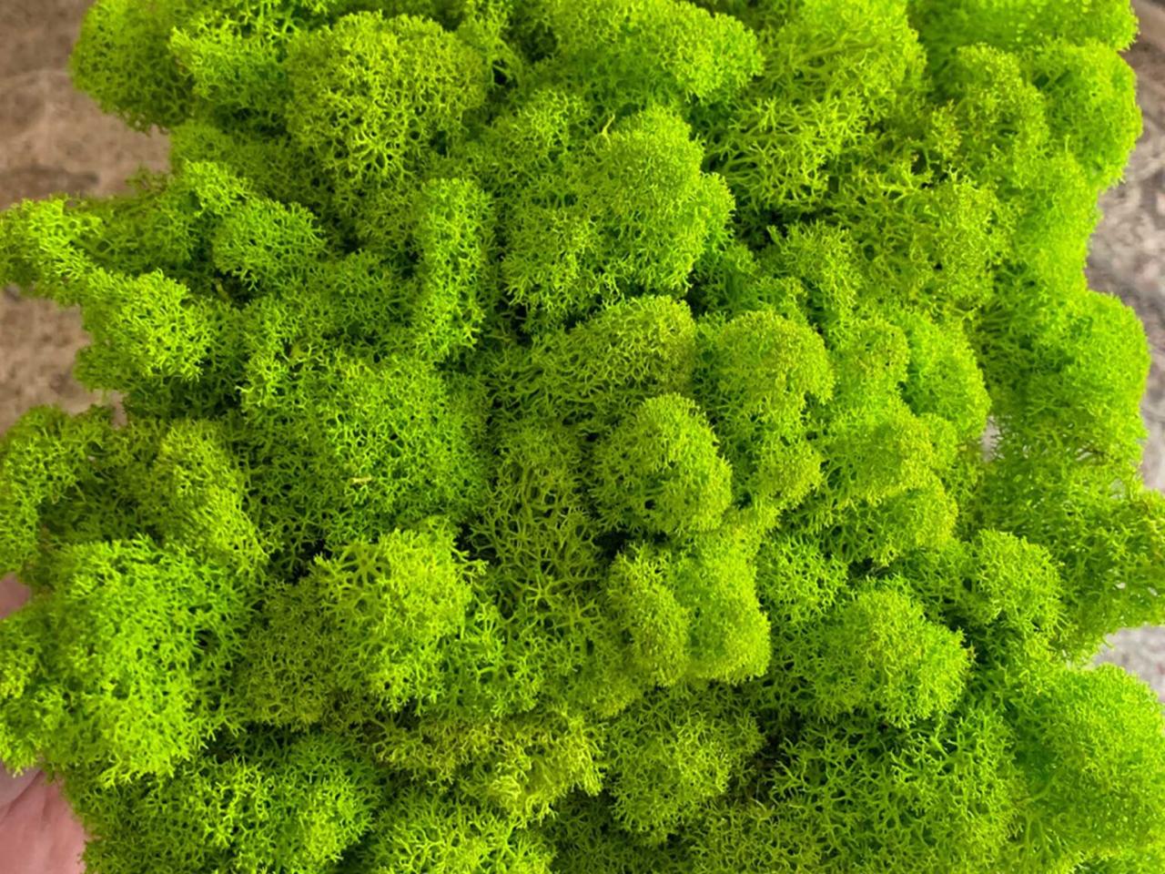 Moss