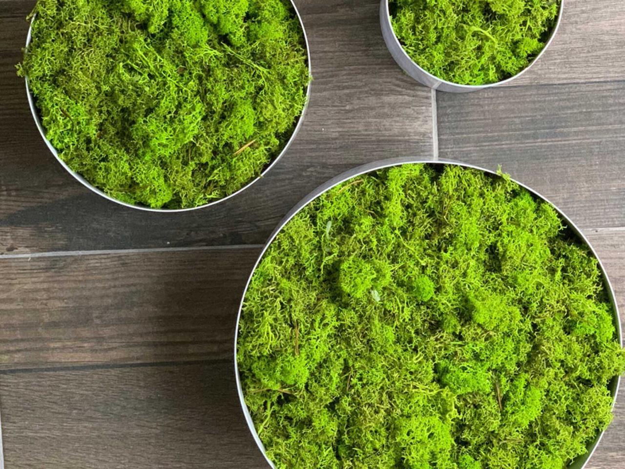 Moss