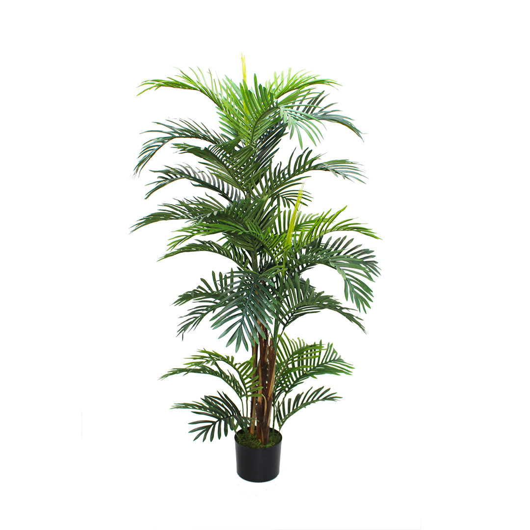 PLM-ARECA150CM
