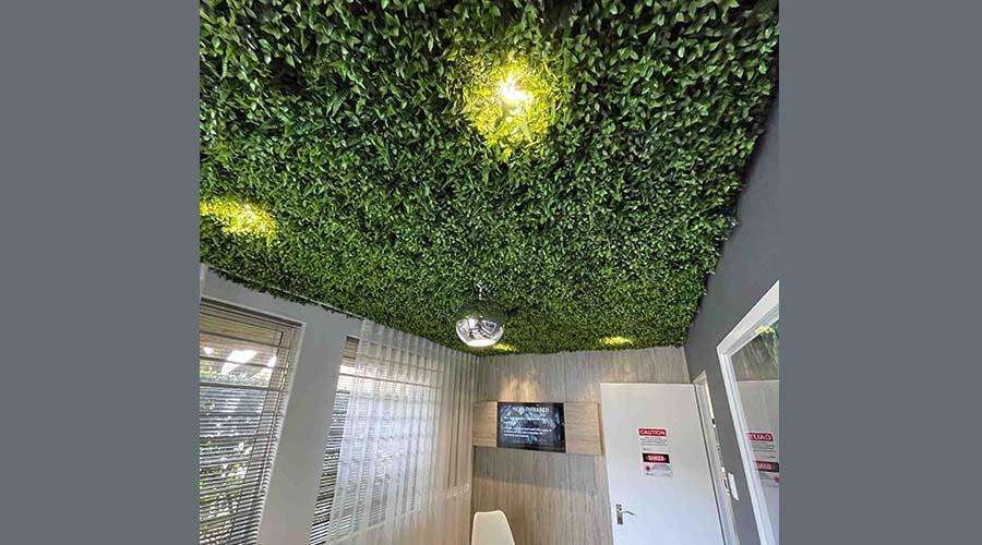 Ceiling Plants