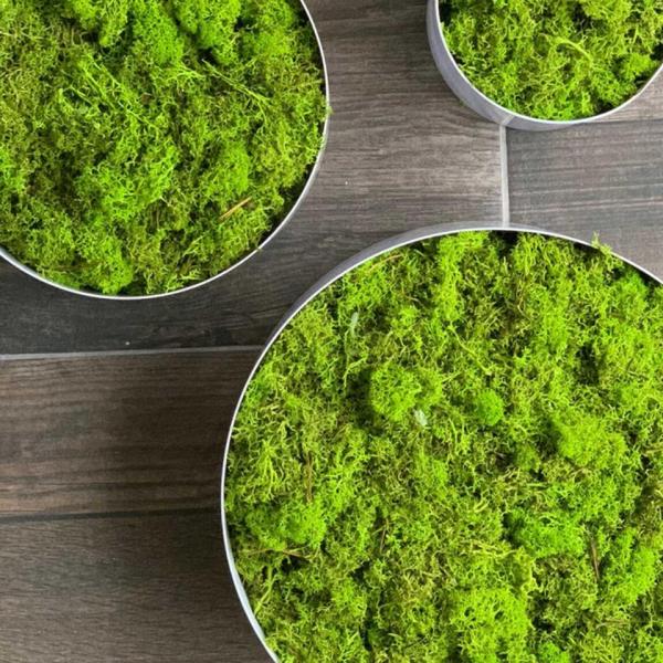 Moss