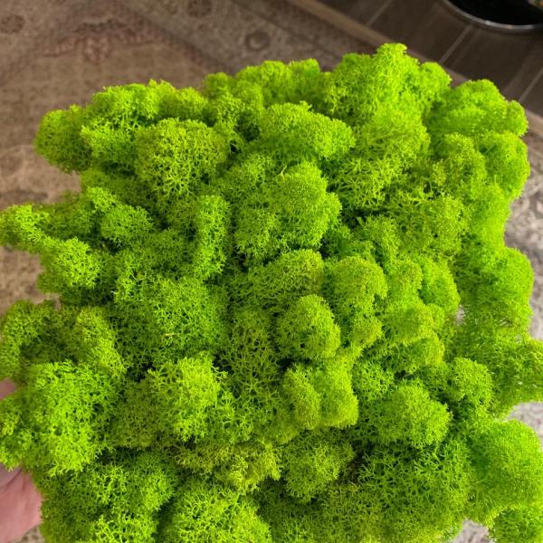 Moss
